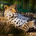slides/_MG_7578.jpg wildlife, feline, big cat, cat, predator, fur, spot, amur, siberian, leopard, cuddly WBCW37 - Amur Leopard